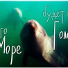 Ученые организуют в Судаке экспедицию в защиту дельфинов и приглашают всех принять участие