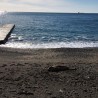 Мертвого дельфина с пляжа в Судаке уберут в ближайшее время