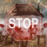 В районе Лесного обнаружили труп свиньи с вирусом АЧС