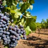 Несмотря на непогоду: «Массандра» собрала на 14% больше винограда, чем в прошлом году