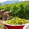 «Массандра» зовет трудовые отряды туристов на уборку винограда