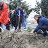 30 сосен и 15 кленов высадили в Солнечной Долине в рамках акции «Озеленим свое село»