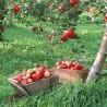 В Судаке хотят выращивать яблоки и грецкие орехи в промышленных масштабах