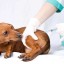 В Судаке два дня будут делать прививки от бешенства собакам и кошкам