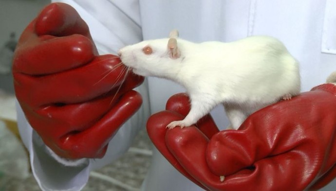 Крымские ученые на крысах доказали вред вейпинга