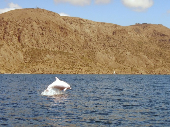 Возле Судака обитает единственный в России белый дельфин