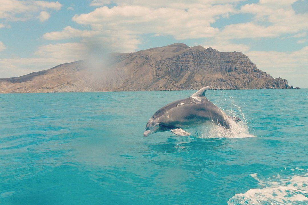 В стае Альбиноса есть несколько дельфинов с белыми пятнами. Фото: Андрей Пермяков
