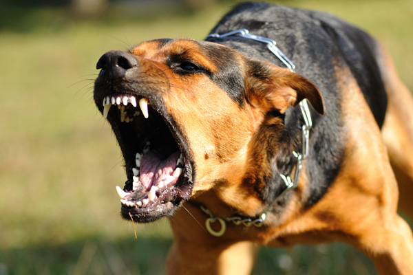 В Судаке хозяйские собаки нападают на людей