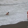 Судакчане на Крещение окунулись в море, несмотря на шторм 68