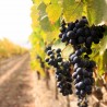 "Солнечная Долина" планирует выращивать виноград в Грушевке