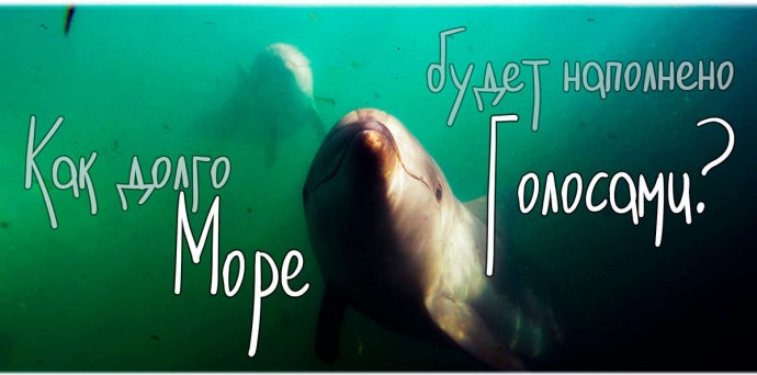 Ученые организуют в Судаке экспедицию в защиту дельфинов и приглашают всех принять участие