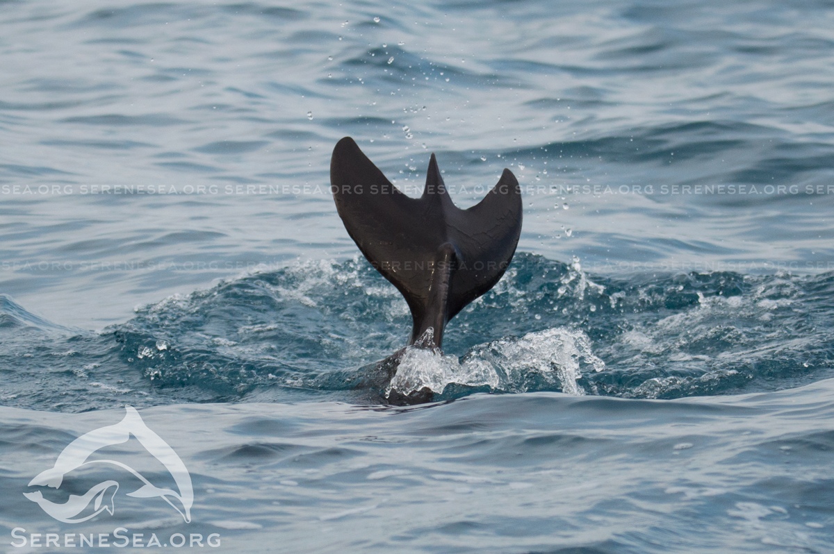 У берегов Нового Света заметили уникального дельфина с «трехлопастным» хвостом