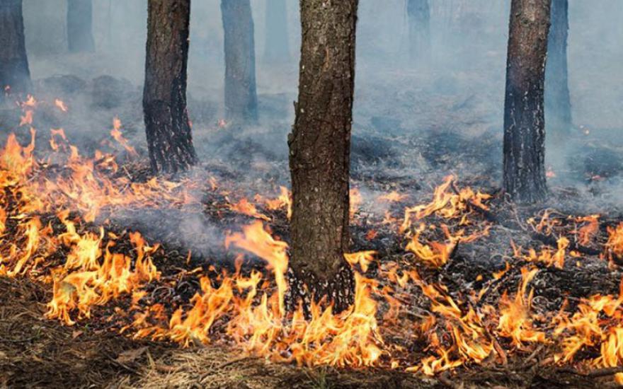 МЧС информирует: начался пожароопасный сезон 2019 года