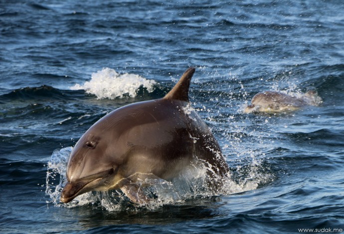 Прогулка с дельфинами по майскому морю (фото и видео)