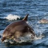 Прогулка с дельфинами по майскому морю (фото и видео)