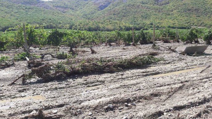 Стихия повредила около 80 гектаров виноградников в Судаке