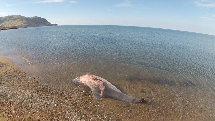 В Судаке продолжают находить погибших дельфинов - жители обвиняют в этом сейнеры