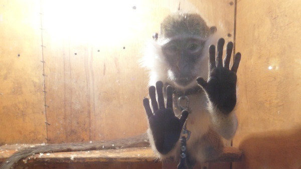 В России планируют запретить контактные зоопарки