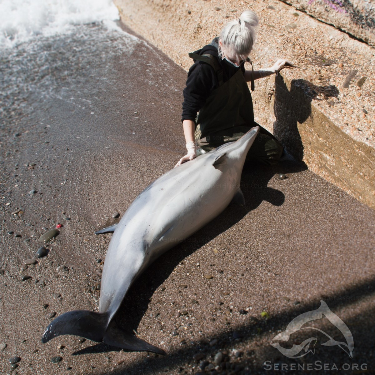 Зоозащитники бьют тревогу: В Судаке ловят кильку, а гибнут дельфины