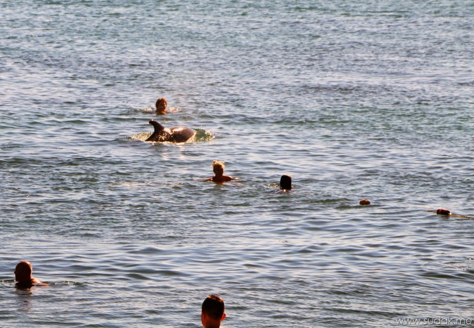 В Судаке дельфин приплыл посмотреть на туристов