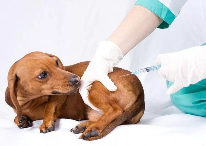 В Судаке два дня будут делать прививки от бешенства собакам и кошкам