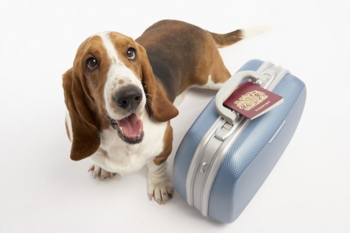 Крымским собакам выдадут паспорта