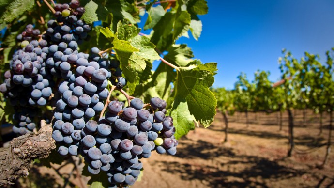 Несмотря на непогоду: «Массандра» собрала на 14% больше винограда, чем в прошлом году