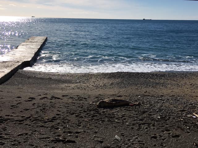 Мертвого дельфина с пляжа в Судаке уберут в ближайшее время