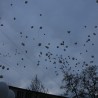 «Кемерово, мы с тобой!» — в Судаке прошла акция памяти о жертвах трагедии 15
