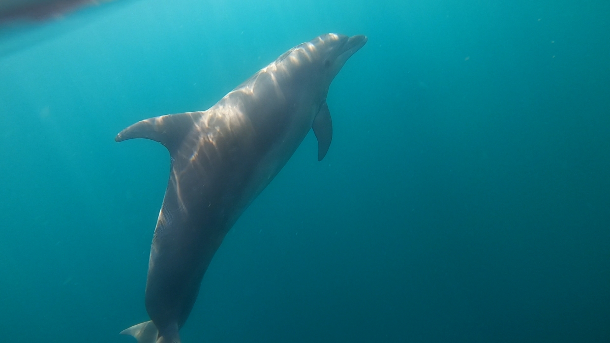 ​В акватории Судака начался мониторинг дельфинов
