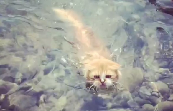 В Веселом обнаружили водоплавающего кота
