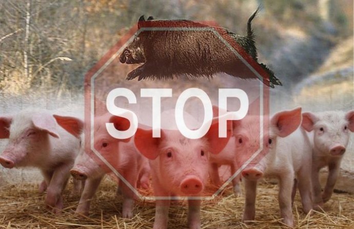В районе Лесного обнаружили труп свиньи с вирусом АЧС
