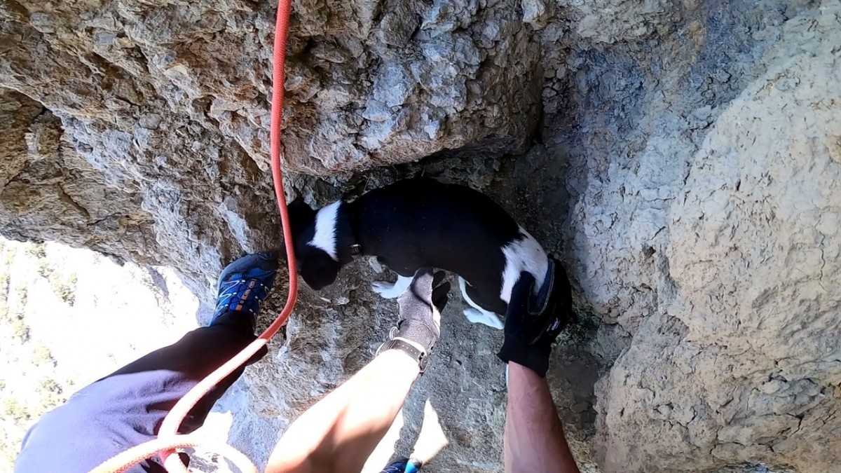 В Судаке спасатели помогли собаке, упавшей в 20-метровую расщелину