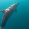 ​В акватории Судака начался мониторинг дельфинов