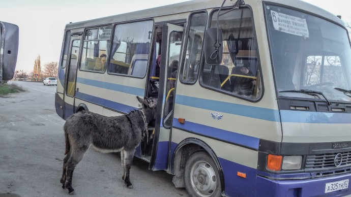 В Судаке ослик решил покататься на автобусе